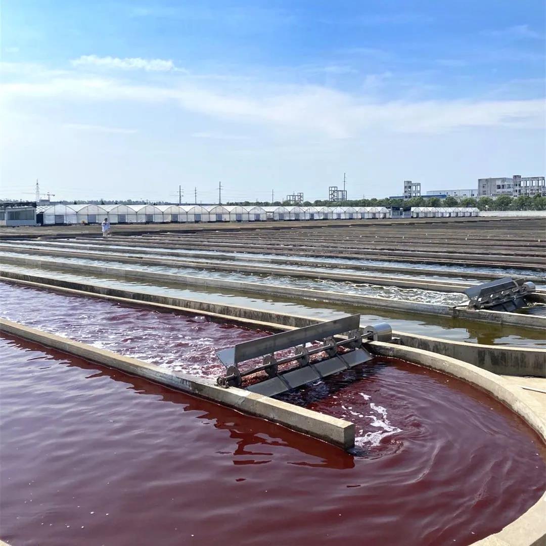 艾詩特蝦青素 艾詩特蝦青素