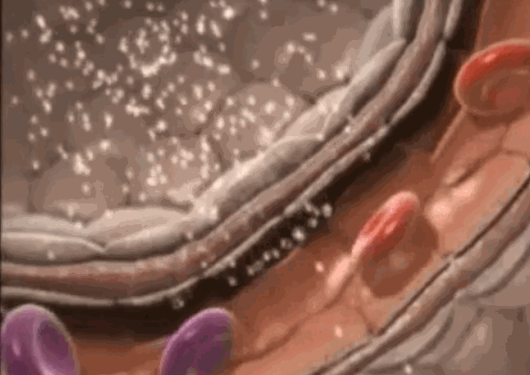 艾詩(shī)特蝦青素 艾詩(shī)特蝦青素