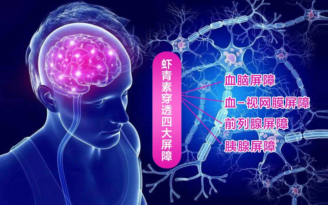 艾詩(shī)特蝦青素 艾詩(shī)特蝦青素