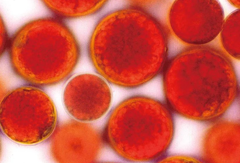 艾詩(shī)特蝦青素 艾詩(shī)特蝦青素