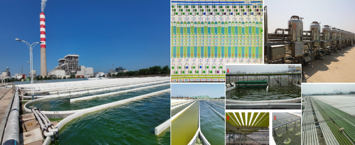 艾詩(shī)特蝦青素