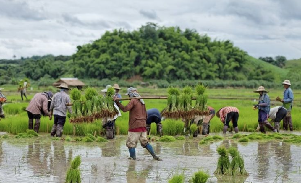 艾詩(shī)特蝦青素