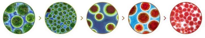 艾詩(shī)特蝦青素