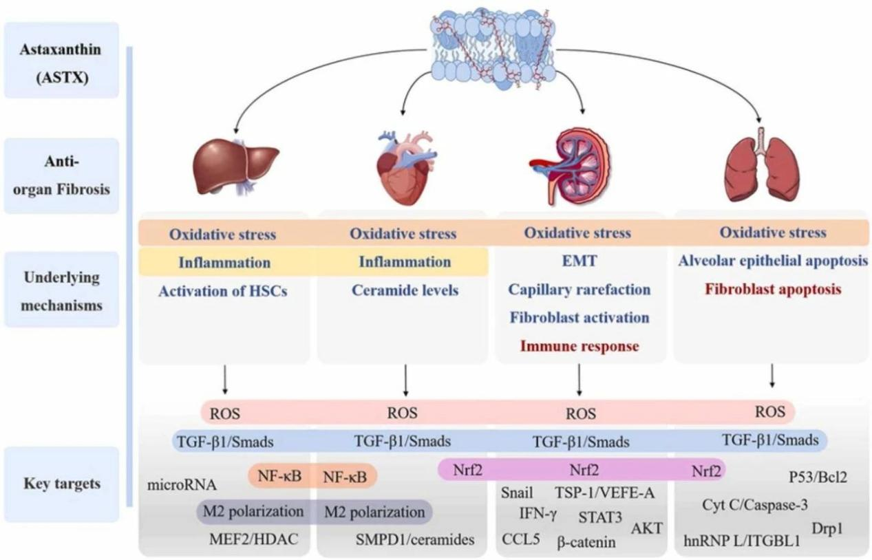 艾詩特蝦青素 艾詩特蝦青素