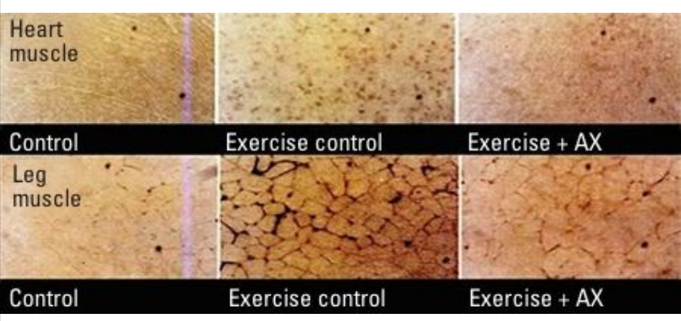 艾詩(shī)特蝦青素