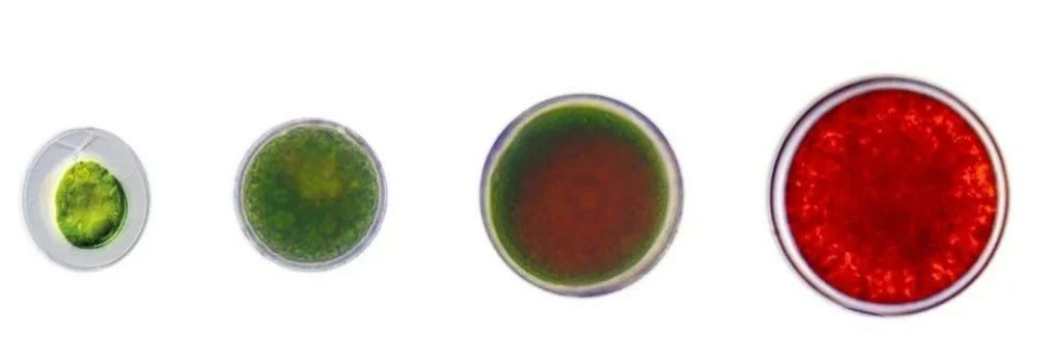 艾詩(shī)特蝦青素
