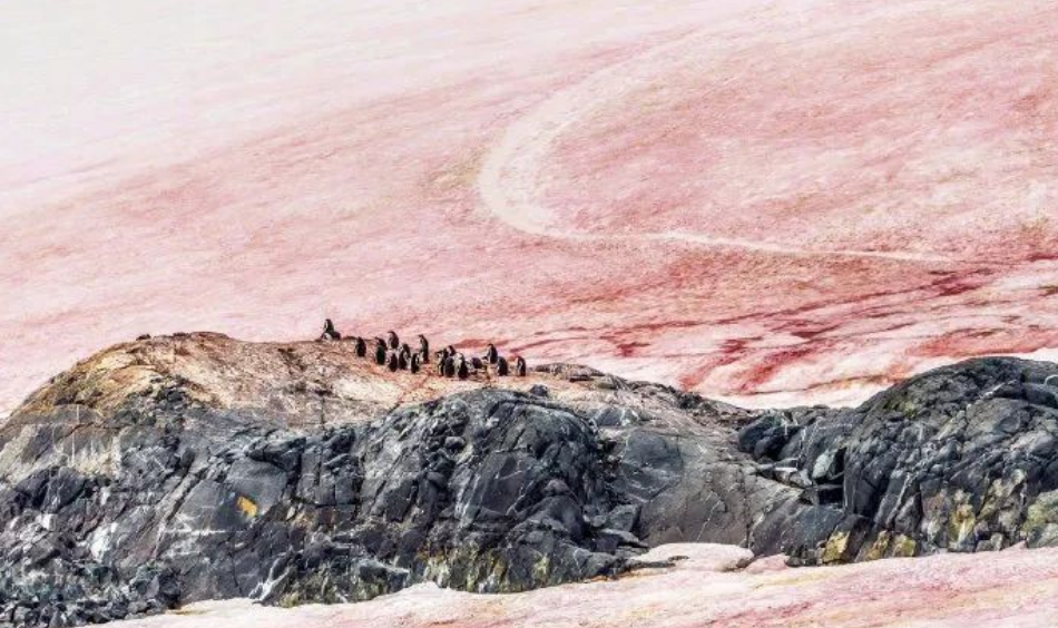 艾詩(shī)特蝦青素