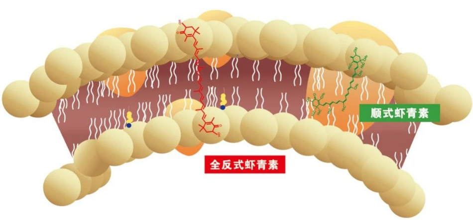 艾詩(shī)特蝦青素 艾詩(shī)特蝦青素