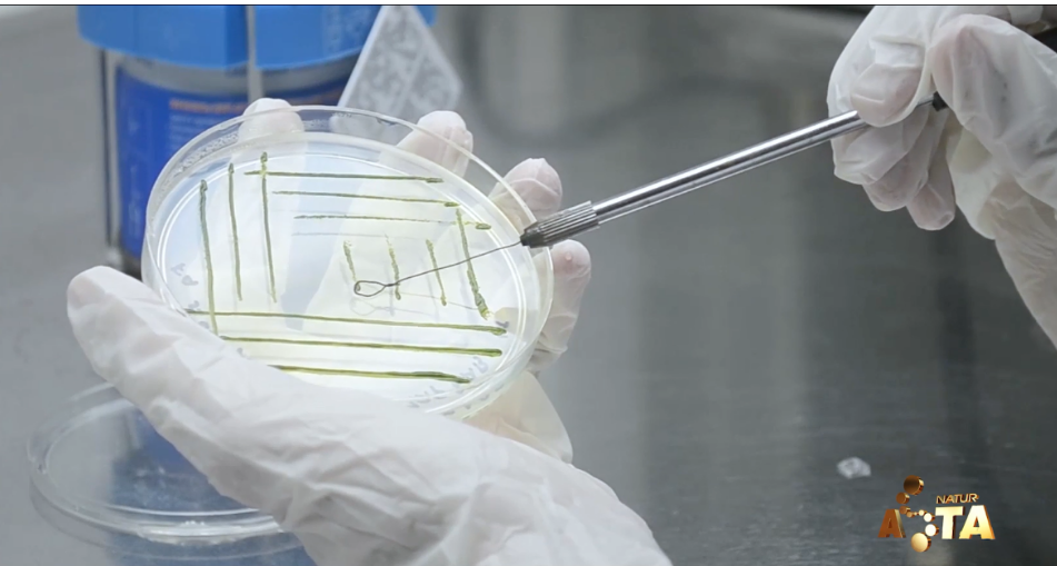 艾詩(shī)特蝦青素 艾詩(shī)特蝦青素