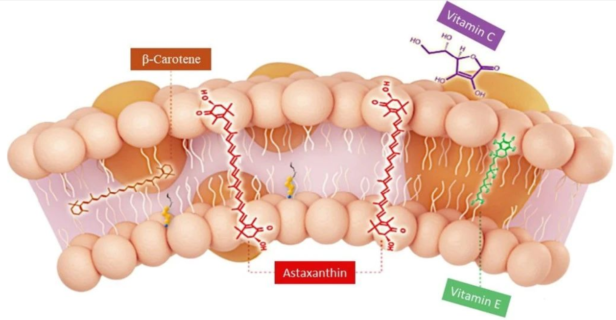 艾詩(shī)特蝦青素 艾詩(shī)特蝦青素