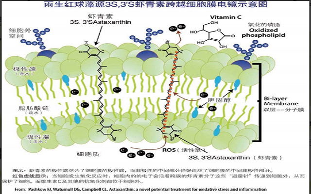 蝦青素對因炎癥及氧化應(yīng)激相關(guān)疾病的作用