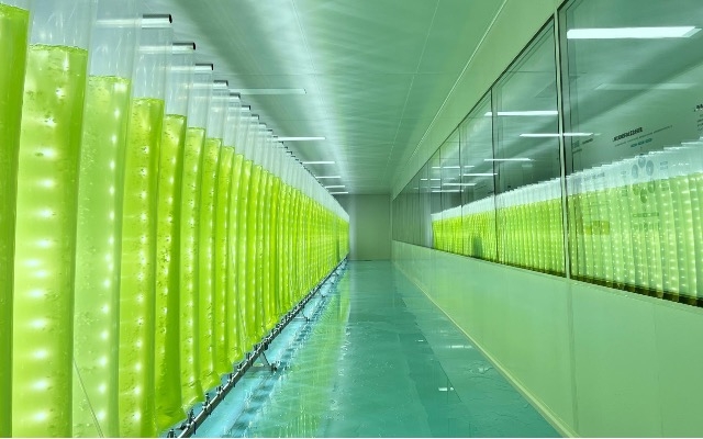 微藻養(yǎng)殖技術(shù)重大突破！我國(guó)實(shí)現(xiàn)全反式蝦青素量產(chǎn)升級(jí)