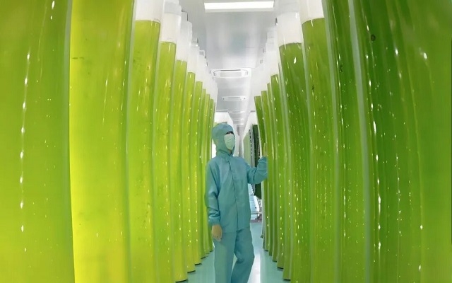 探秘全球先進(jìn)的雨生紅球藻“育嬰房”：如何用科技“智造”蝦青素